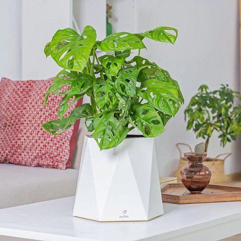 myPot с растением Монстера