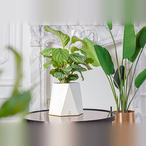 Умное кашпо myPot - рис 5.